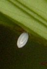 Phoebis sennae egg