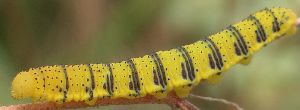 Phoebis sennae larva