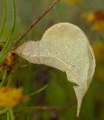 Phoebis sennae pupa shell