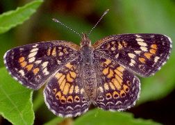 Phyciodes phaon