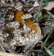 Phyciodes phaon