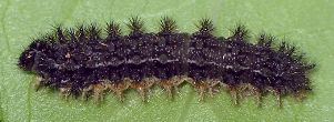 Phyciodes texana larva