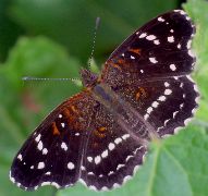 Phyciodes texana