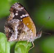 Phyciodes texana