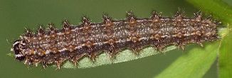 Phyciodes tharos larva