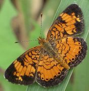 Phyciodes tharos