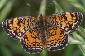 Phyciodes tharos