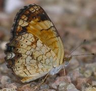 Phyciodes tharos