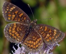 Phyciodes vesta