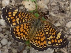 Phyciodes vesta female