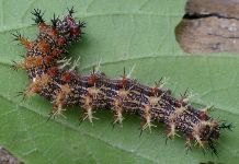 Polygonia interrogationis larva