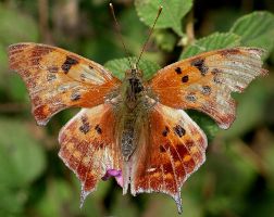 Polygonia interrogationis: winter form