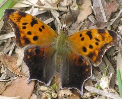 Polygonia interrogationis: summer form