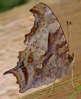 Polygonia interrogationis