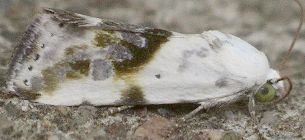 Ponometia candefacta