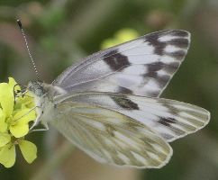 Pontia protodice female