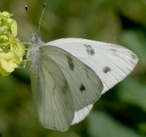 Pontia protodice male