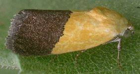 Ponometia semiflava