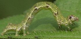 Ponometia sp. larva