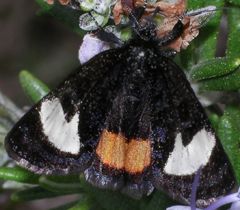 Psychomorpha epimenis, female