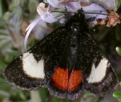 Psychomorpha epimenis, male