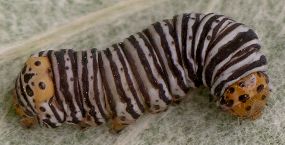 Psychomorpha epimenis larva