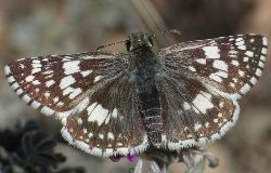 Pyrgus communis/albescens female