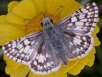 Pyrgus communis/albescens male