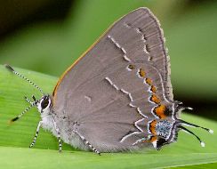 Satyrium favonius