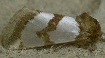 Schinia chrysellus