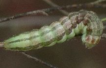 Schinia chrysellus larva