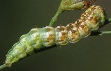 Schinia chrysellus larva