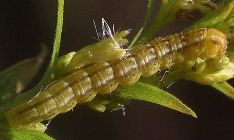 Schinia nundina larva