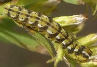 Schinia nundina larva