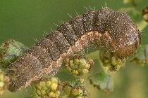 Schinia thoreaui larva