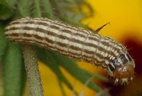 Schinia sp. larva