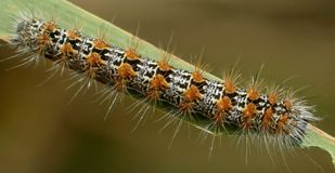 Simyra insularis larva