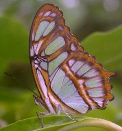 Siproeta stelenes