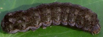 Spodoptera eridania larva