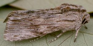 Spodoptera eridania