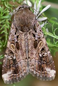 Spodoptera frugiperda