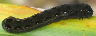 Spodoptera ornithogalli larva
