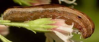 Spodoptera ornithogalli larva