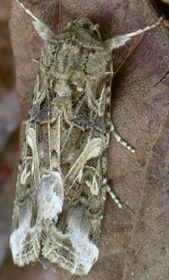 Spodoptera ornithogalli