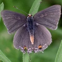 Strymon melinus male