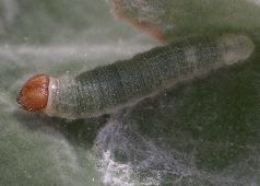 Systasea pulverulenta larva