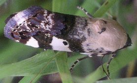 Tarache aprica, female