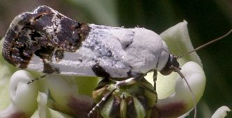 Tarache aprica, male