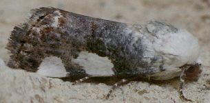 Tarache tetragona, female