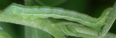 Trichoplusia ni larva